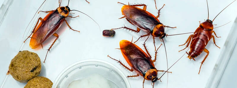 Тараканы: описание, образ жизни, интересные факты
