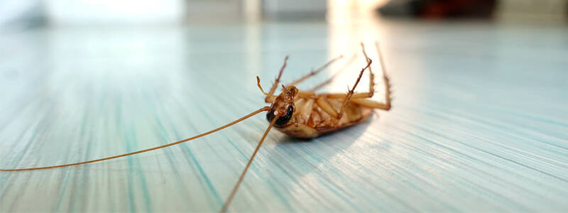Уничтожение тараканов: главные способы борьбы с насекомыми