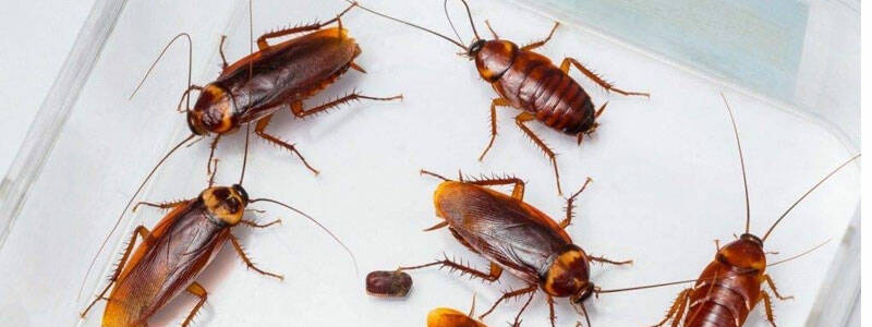 Избавляемся от тараканов в частном доме