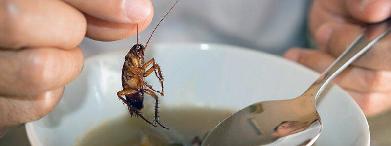 Как атаковать таракана в общепите? Способы борьбы с ними