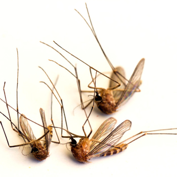 Мёртвые комары