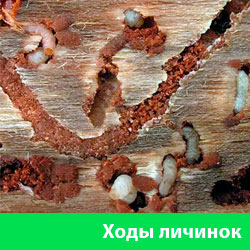 Ходы личинок вредителя древесины
